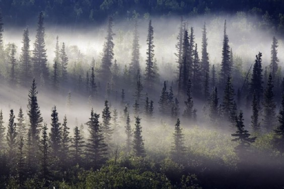 TREES IN THE MIST. DEMPSTER HIGHWAY. NORTHWEST TERRITORIES. CANADA.