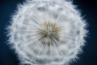 dandelion-off-center-action-shot1