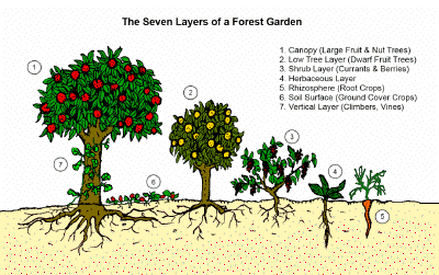 foodforest3