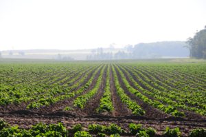 Potato field in Melancthon, Canada, photographed by John Church and published in In the Hills Magazine