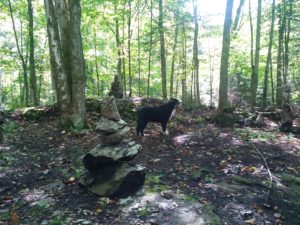 Forest trails with Grail's resident canine, Ojo