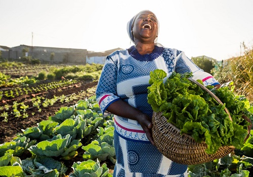 Sunny Days Ahead: How SunCulture is harnessing the sun to irrigate small farms across Africa