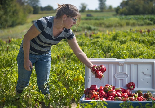 How You Can Support Local Farmers During the Coronavirus