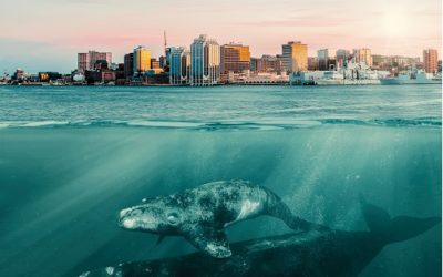 ‘One of the Greatest Animal Ethical Issues of our Time’: Documentary follows the plight of the right whale