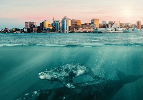 ‘One of the Greatest Animal Ethical Issues of our Time’: Documentary follows the plight of the right whale