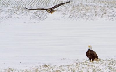 Documentary Captures (Surprising) Effects of the Pandemic on Nature