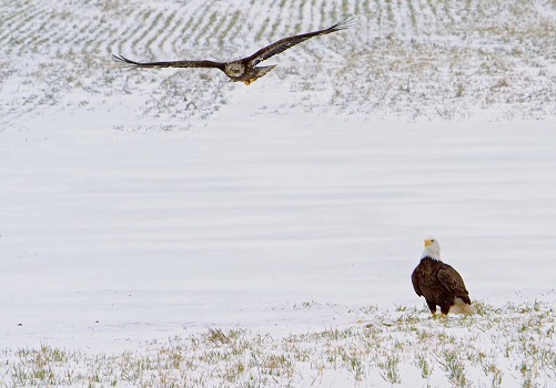 Documentary Captures (Surprising) Effects of the Pandemic on Nature