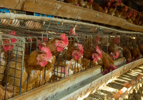 Canada’s Largest Egg Producer Under Scrutiny for Holding Back Animal Welfare Progress