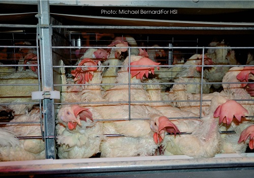 2024 Canada Animal Welfare Scorecard: Troubling findings on animal welfare & corporate commitments